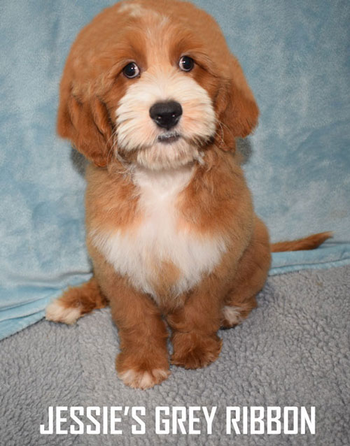 australian labradoodle